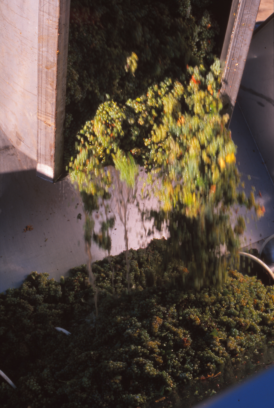 Amphorae Sauvignon blanc grapes