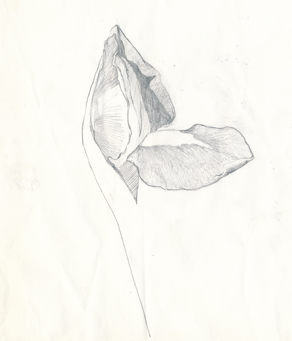 Iris botanical illustration 